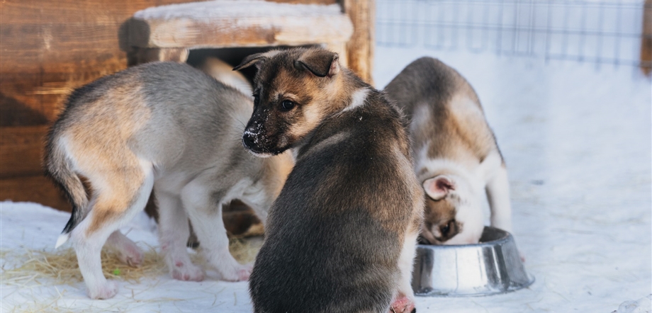 Apukka Husky Puppy